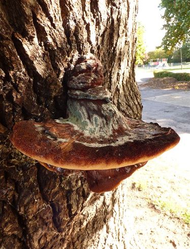 A mature bracket with parasitic blue mould on the upper surface on oak in Wickford, Essex.